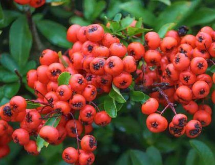Un ramo de bayas rojas colgando de la rama de un árbol.