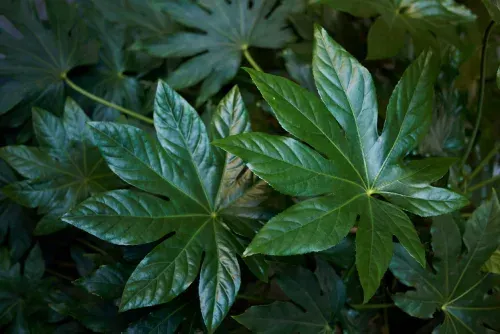 Un primer plano de una planta con muchas hojas verdes.