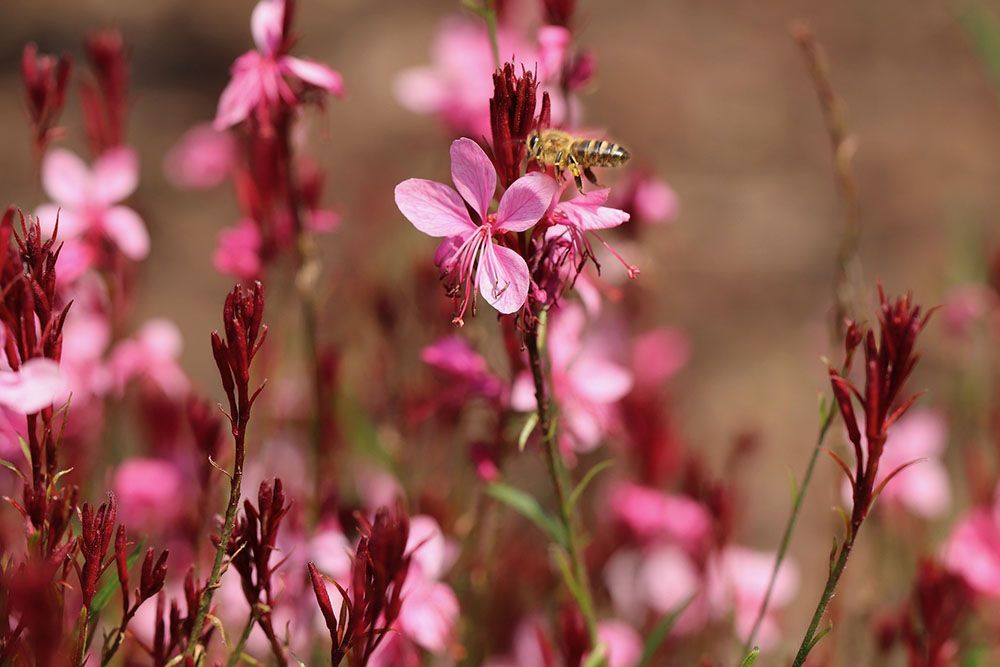 Una abeja está sentada en una flor rosa en un campo.