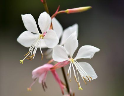 Un primer plano de dos flores blancas en una planta.