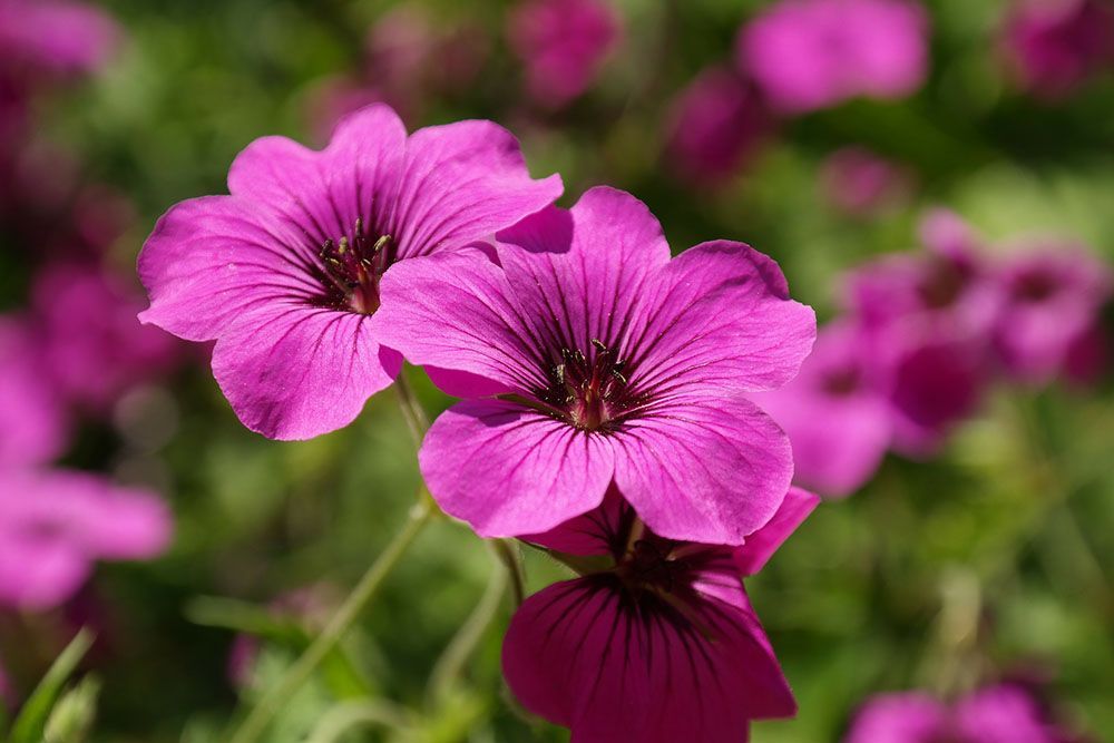 Un primer plano de dos flores moradas en un campo.