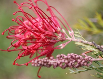 Un primer plano de una flor roja en la rama de un árbol.