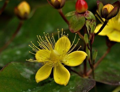 Un primer plano de una flor amarilla con un fondo verde.