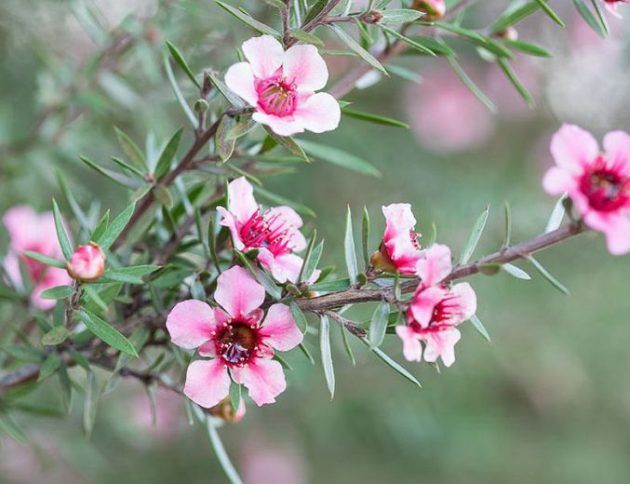 Un primer plano de flores rosas en la rama de un árbol.