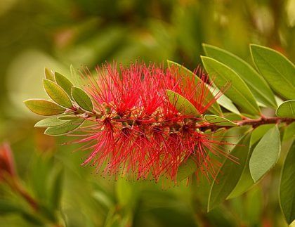 Un primer plano de una flor roja con hojas verdes en la rama de un árbol.