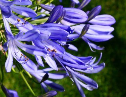 Un ramo de flores moradas con un fondo verde.