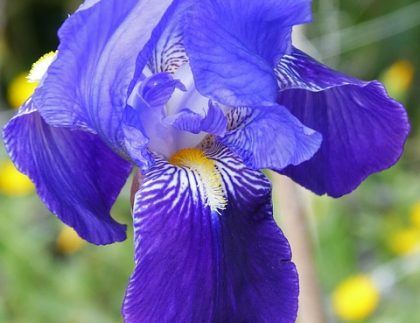 Un primer plano de una flor morada con un centro amarillo.
