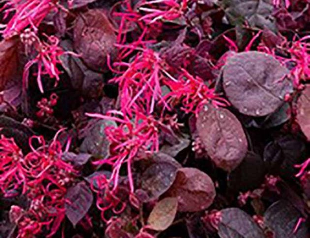 Un primer plano de una planta con hojas moradas y flores rosas.