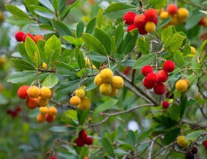 Un montón de frutas de diferentes colores crecen en un árbol.