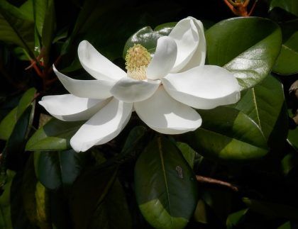 Una flor blanca con un centro amarillo está rodeada de hojas verdes.