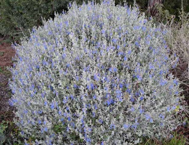 Un arbusto con flores azules y hojas blancas