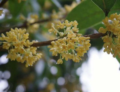 Un primer plano de una rama de árbol con flores amarillas y hojas verdes.