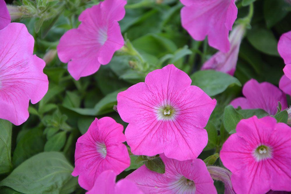 Un ramo de flores rosas con hojas verdes en el fondo.