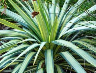Un primer plano de una planta con hojas verdes y blancas.