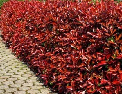 Una hilera de plantas con hojas rojas a lo largo de una acera.