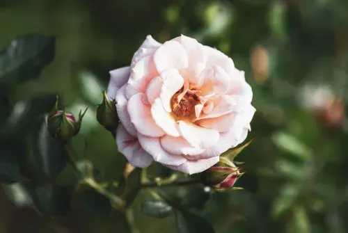 Un primer plano de una rosa rosada con capullos en un arbusto.