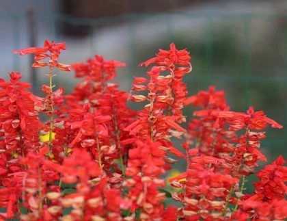 Un ramo de flores rojas crece en un jardín.