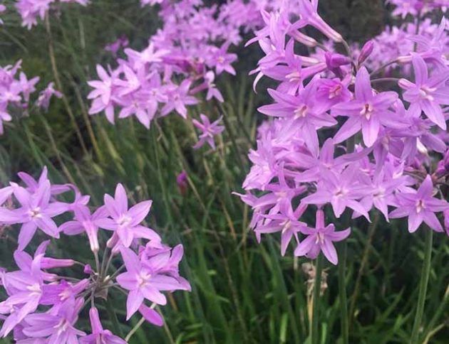 Un ramo de flores moradas crece en la hierba.