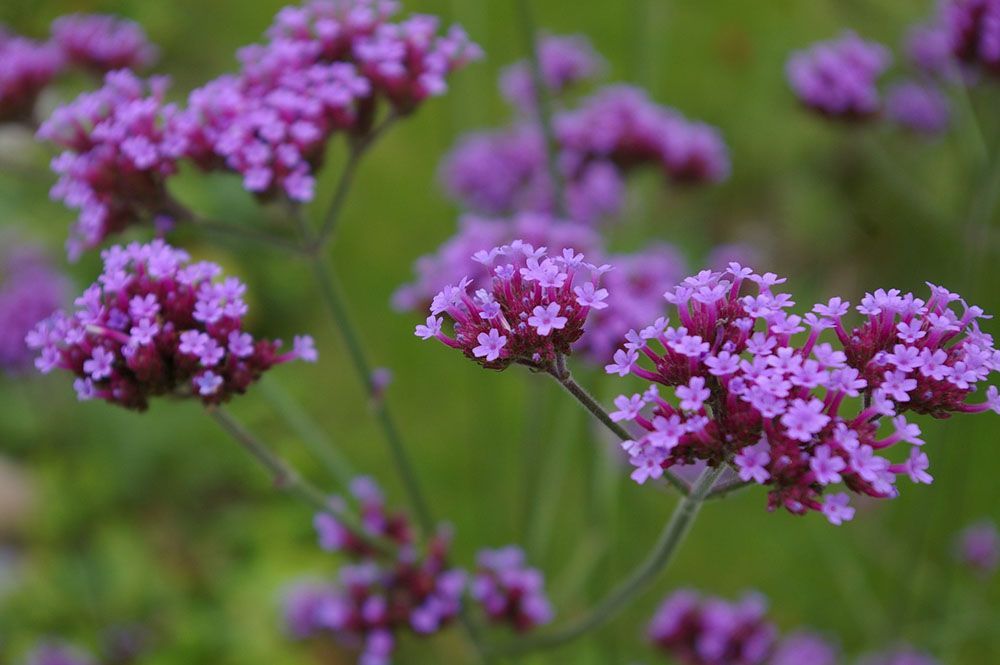 Un ramo de flores moradas crece en un campo.