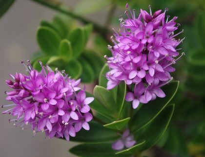 Un primer plano de dos flores moradas en una planta.