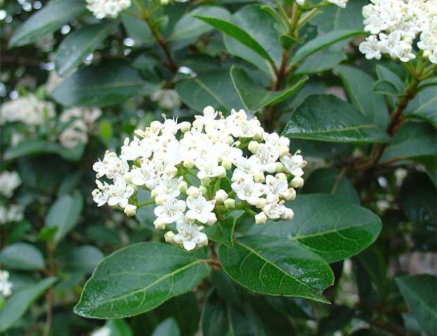 Un primer plano de una planta con flores blancas y hojas verdes.