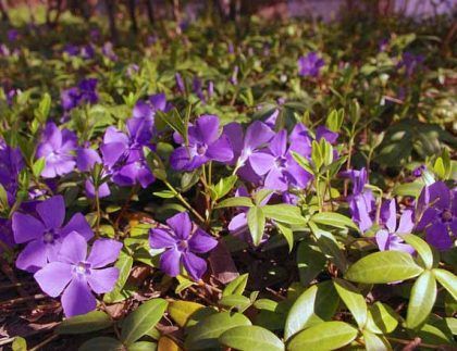 Un ramo de flores moradas crece en el suelo rodeado de hojas verdes.