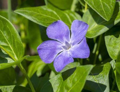 Un primer plano de una flor violeta rodeada de hojas verdes.