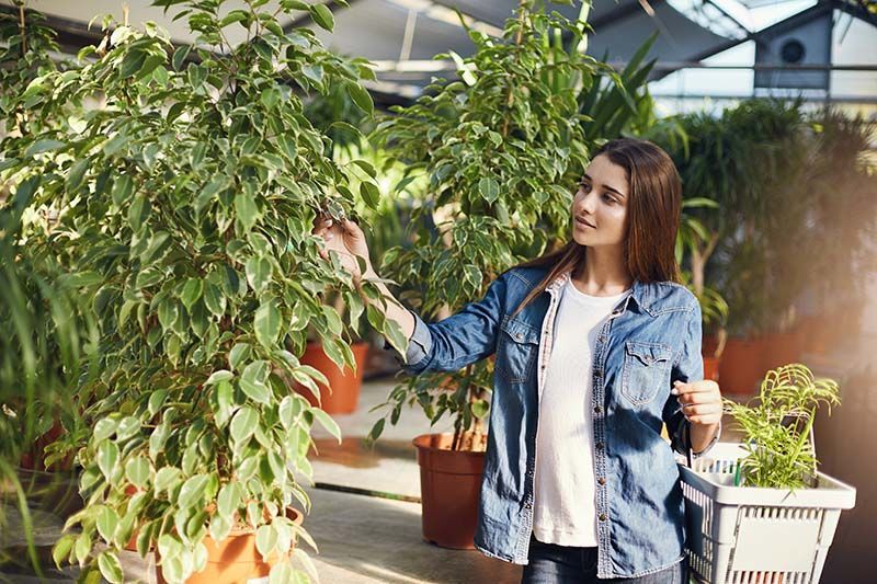 Una mujer está de pie junto a una planta en maceta en un invernadero.