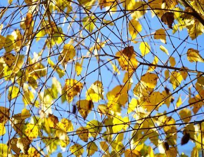 Mirando hacia un árbol con hojas amarillas contra un cielo azul