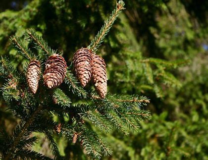Tres piñas crecen en la rama de un árbol.