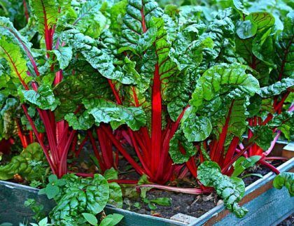 Un montón de plantas con tallos rojos y hojas verdes crecen en un jardín.