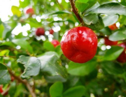 Un primer plano de una fruta roja colgando de un árbol.