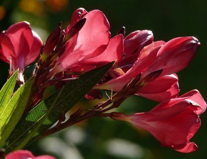 Un primer plano de un ramo de flores rojas con hojas verdes.