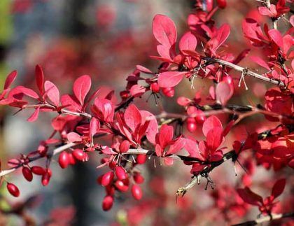 Un primer plano de una rama de árbol con hojas rojas y bayas rojas.