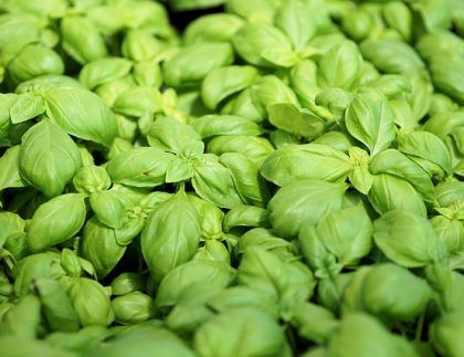 Un primer plano de una pila de hojas de albahaca verde.