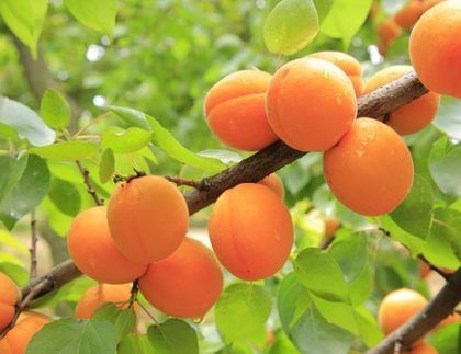 Un ramo de albaricoques creciendo en la rama de un árbol.