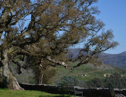 Un árbol grande con muchas ramas está en un campo con montañas al fondo.