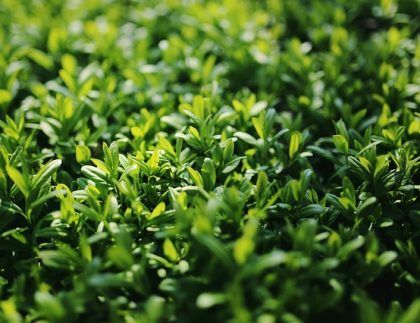 Un primer plano de un arbusto con muchas hojas verdes.