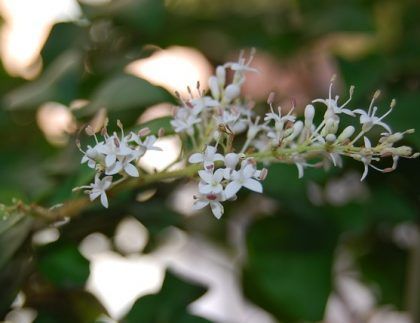 Un ramo de pequeñas flores blancas crecen en una planta.