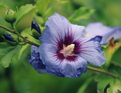 Un primer plano de una flor azul con un centro morado.
