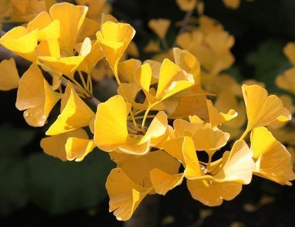 Un ramo de flores amarillas en la rama de un árbol.