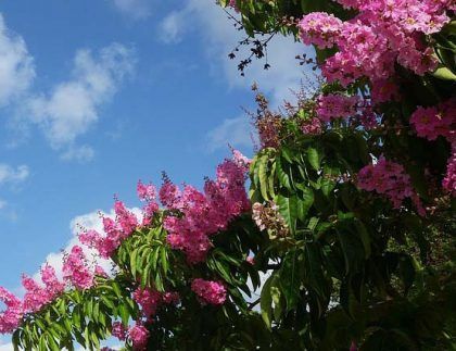 Un árbol con flores rosas y hojas verdes contra un cielo azul.