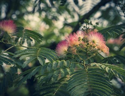 Un primer plano de un árbol con flores rosas y hojas verdes.