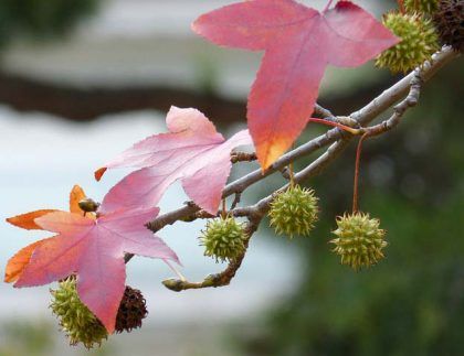 Una rama de árbol con hojas rosadas y semillas verdes