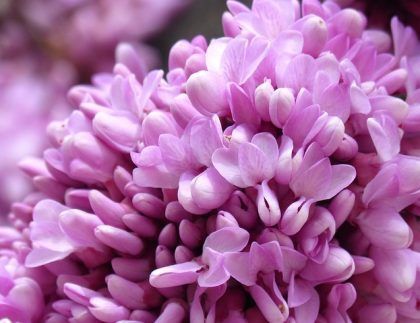 Un primer plano de un ramo de flores moradas.