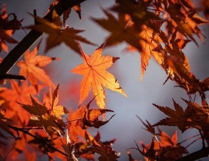 Un montón de hojas de otoño cuelgan de un árbol.