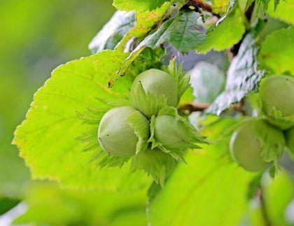 Las avellanas crecen en la rama de un árbol con hojas verdes.
