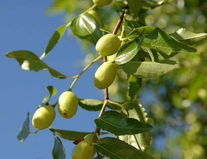 Un montón de frutas verdes colgando de la rama de un árbol.