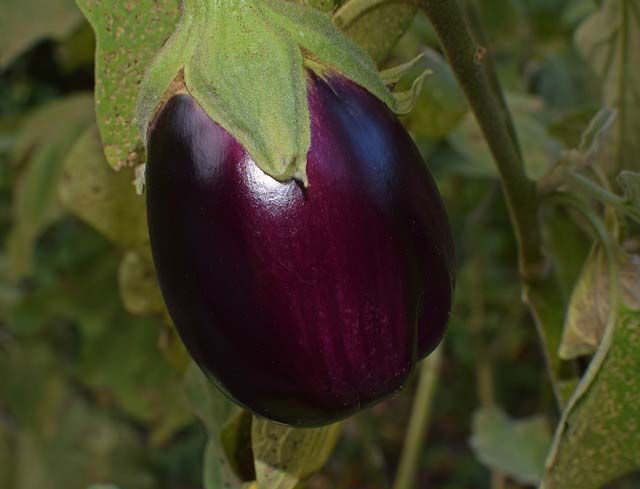 Una berenjena morada está creciendo en una planta.
