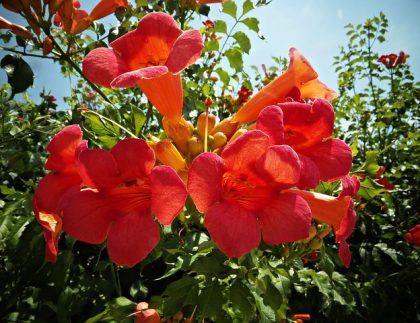 Un arbusto con flores rojas y naranjas y hojas verdes.